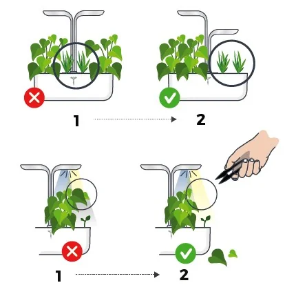 Comment bien disposer mes plantes dans mon potager Véritable ?